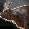 Schottische Highlander in der eisigen Kälte auf Texel. von Justin Sinner Pictures ( Fotograaf op Texel)