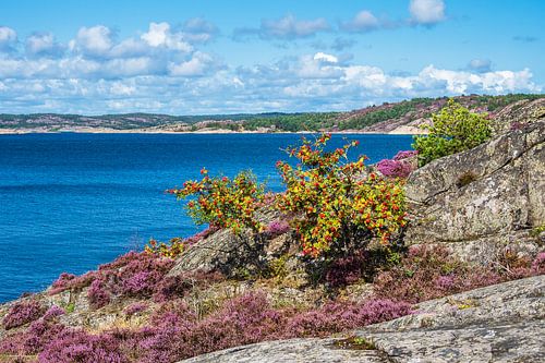 Landschap op het eiland Dyrön in Zweden