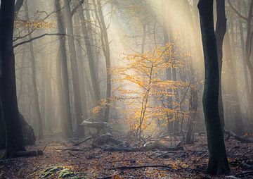 Young tree in the spotlight by Erwin Pilon