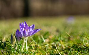 Lila Frühlings Krokus Blüten mit Bokeh im Park auf einer grünen Wiese