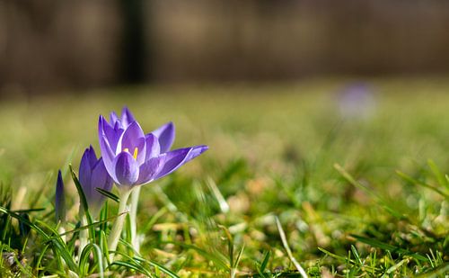 Fleurs de crocus lilas printanières avec bokeh dans un parc sur une prairie verte