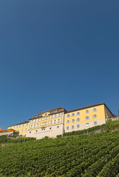 Bodensee druivenranken. van Richard Wareham