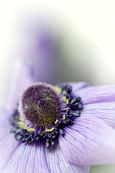 Entspannen... (Blume, Anemone) von Bob Daalder