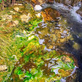 Green algae in Rotorua by Patricia Hofmeester