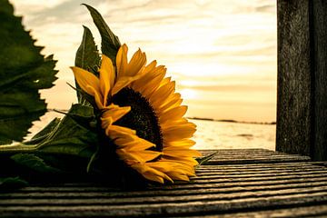 Sonnenblume vor Sonnenuntergang von Robert Snoek