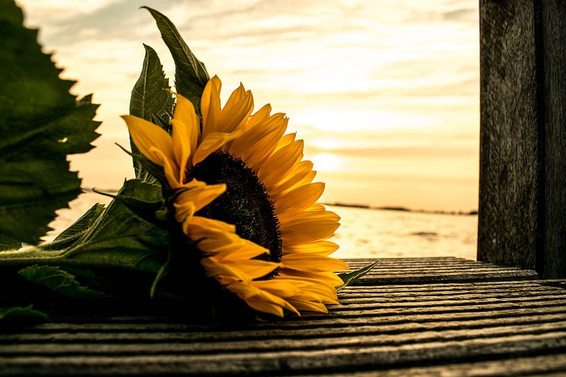 Sunflower before sunset by Robert Snoek