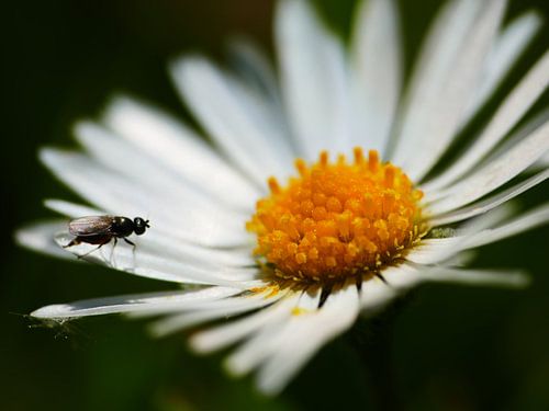 A little visitor