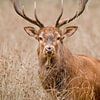 Red deer in Het Groene Woud Mortelen by Patrick van Os