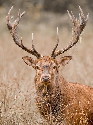 Red deer in Het Groene Woud Mortelen