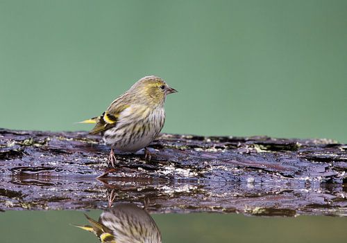 Sijs tijdens zijn bad