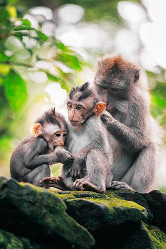 Bali Monkey Family
