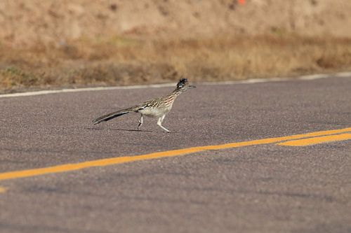 roadrunner" wegkoekoek (Geococcyx californianus), ook grote koekoek of grondkoekoek Nieuw-M