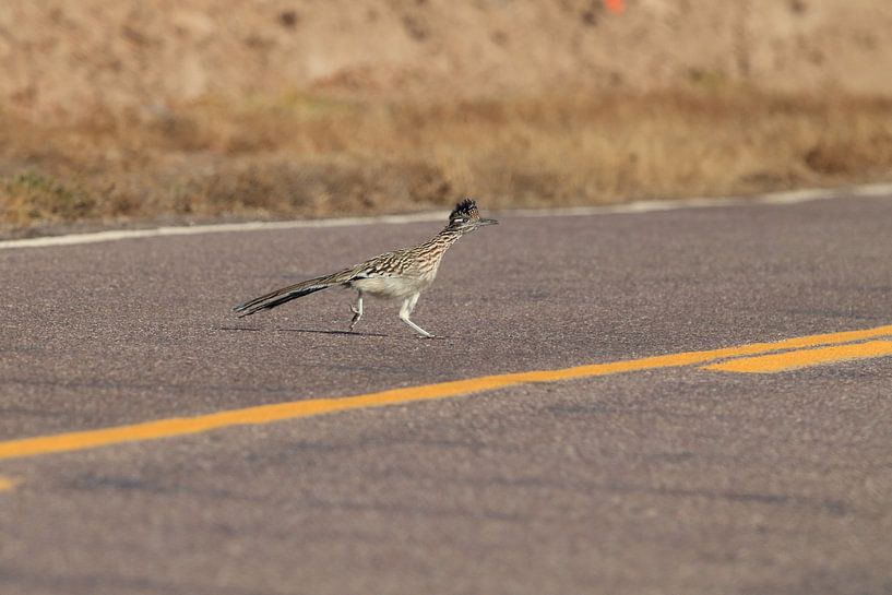 roadrunner&quot; wegkoekoek (Geococcyx californianus), ook grote koekoek of grondkoekoek Nieuw-M van Frank Fichtmüller