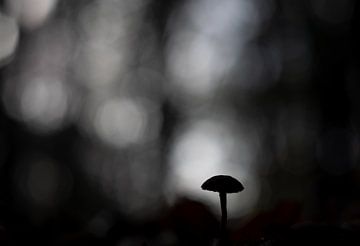 Dromerige paddenstoel van Gerrit Bikker