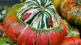 Farbenfrohe Gewächse im Herbst