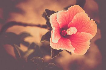 Flower pink and white vintage