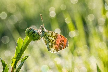 Oranjetipje backlit