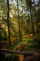 Instrospektion in Grün | Posbank | Veluwezoom | Rheden | Gelderland | Holland