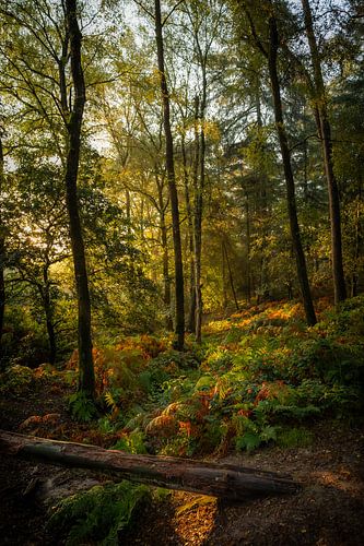 Instrospectie in het groen | Posbank | Veluwezoom | Rheden | Gelderland | Holland