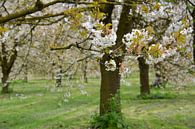 Alter Apfelblüten-Obstgarten im Frühling Betuwe von My Footprints Miniaturansicht