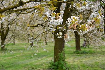 Oude  appelbloesem  boomgaard in de lente Betuwe van My Footprints