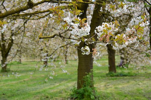 Oude  appelbloesem  boomgaard in de lente Betuwe