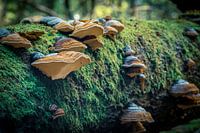 Champignons sur une souche d'arbre