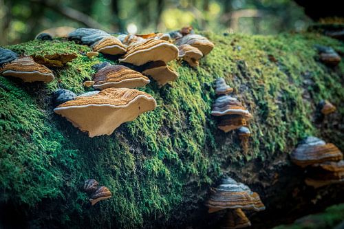 Champignons sur une souche d'arbre