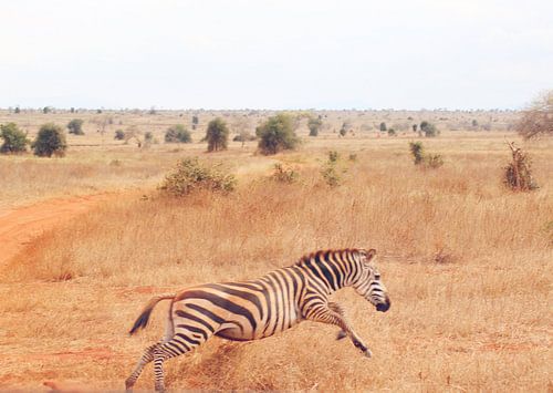 Zebra springt weg