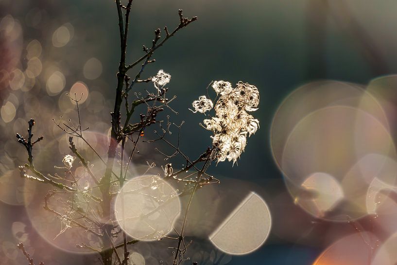 Betoverende heide van Kurt Krause