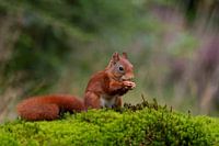 squirrel