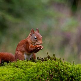 Eichhörnchen isst Nuss von Natural Charms Fotografie