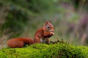 squirrel
