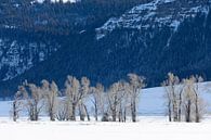 Winterlandschap in Yellowstone National Park van Andius Teijgeler thumbnail