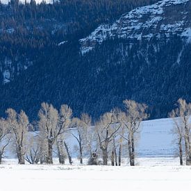 Winterlandschap in Yellowstone National Park van Andius Teijgeler