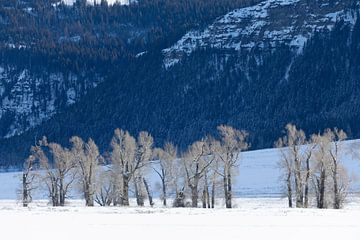 Winterlandschap in Yellowstone National Park
