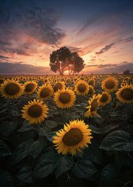 Sunflowers by Patrick Noack