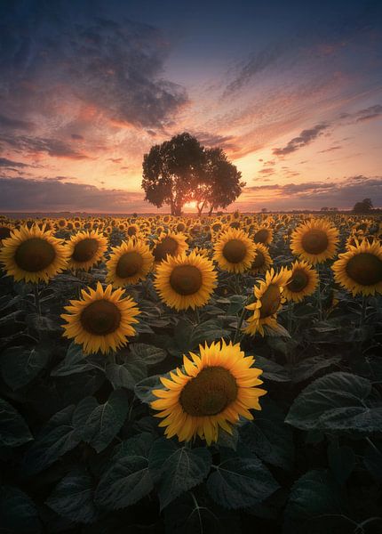 Tournesols par Patrick Noack
