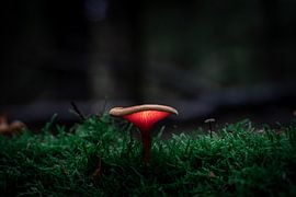 Luminous mushroom by Durk-jan Veenstra
