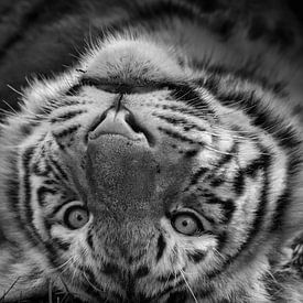 Tiger von Renate Peppenster