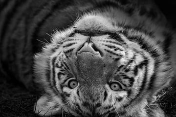 Siberische tijger van Renate Peppenster