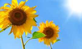 Sunflower by Bo Valentino