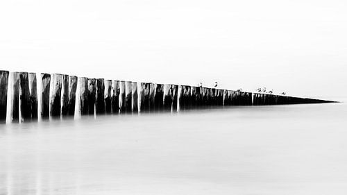 Noordzee - Breakwater met Meeuwen