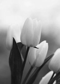 Tulips in black and white by Fotos by Angelique