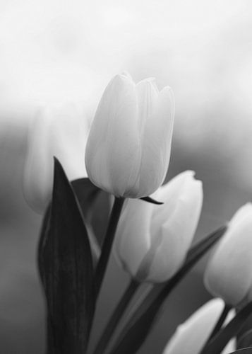 Tulpen in zwart wit