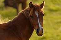 Eigenwijze blik van jong paard van Marcel Runhart thumbnail