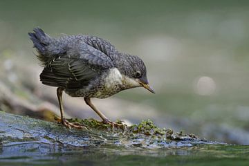 White-throated Dipper ( Cinclus cinclus ), fledged chick, searching for food van wunderbare Erde