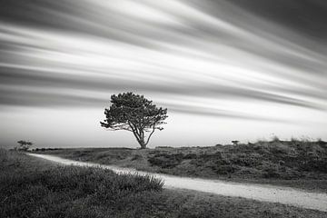 Duin bij Den Helder de Grafelijkheidsduinen van eric van der eijk