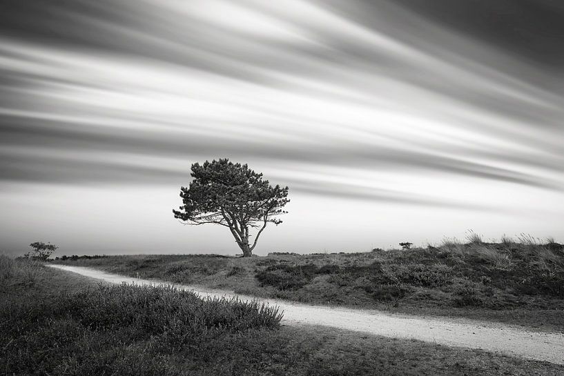 Dune near Den Helder the Grave Dunes by eric van der eijk