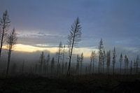 Atmosphère de mort dans la forêt